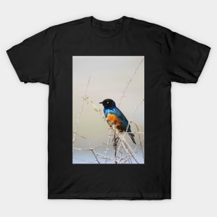 Superb Starling, Kenya T-Shirt